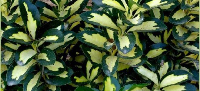 Уход за бересклетом в домашних условиях