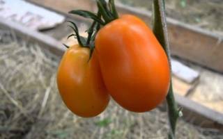 Среднеранний высокоурожайный сорт помидор сибирской селекции Олеся