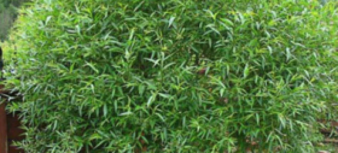 Ива на участке: плюсы и минусы, стоит ли сажать