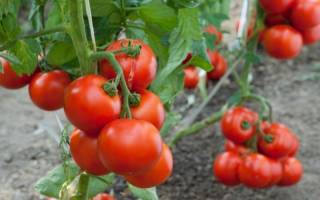 Благоприятные и неблагоприятные дни для посадки томатов по лунному календарю в 2019 году