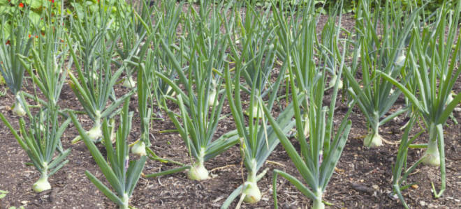 Причины пожелтения лука и их устранение