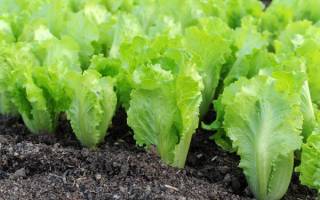 Выращиваем салат-латук на дачном участке