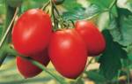 Гибрид индетерминантного типа для защищенного грунта: помидоры «Паленка»