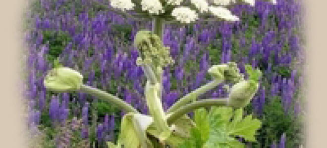 14 съедобных растений: что нужно знать туристу