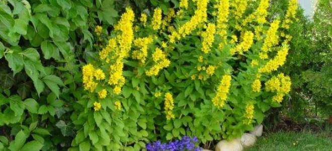 Вербейник точечный: посадка и уход с фото