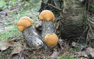 Осенние грибы подберезовики: виды, где растут и как выглядят