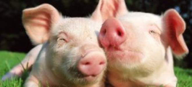 Комбикорм: состав смеси для домашних животных