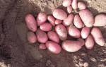 Урожайный сорт картофеля «Вишенка» («Беллароза»)