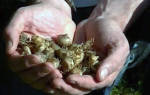 Выращивание крокуса сорта «Романс» из луковиц