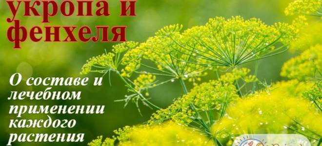 Фенхель и укроп — в чем разница между ними