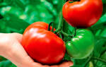 Лучшие сорта томатов, устойчивых к фитофторозу, для открытого грунта и теплицы