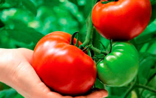 Лучшие сорта томатов, устойчивых к фитофторозу, для открытого грунта и теплицы