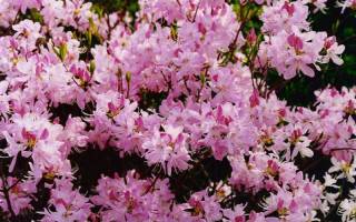 Рододендрон посадка и уход в Подмосковье