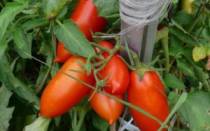 Описание сорта томата Каспар, его характеристика и урожайность