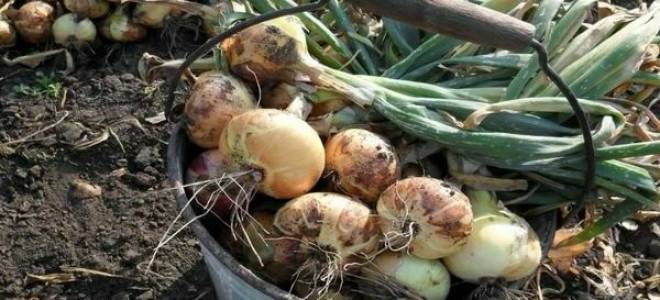 Когда убирать лук? Сроки и признаки готовности лука