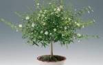 Эвкалипт: как вырастить дерево в домашних условиях
