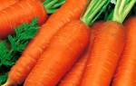 Весенняя посадка моркови: лучшие советы