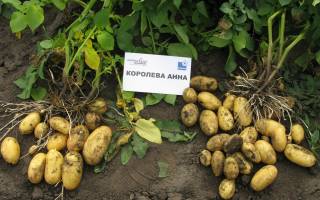 Картофель «Королева Анна»: урожайный и устойчивый