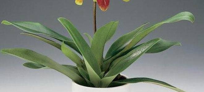 Особенности ухода за венериным башмачком в горшках