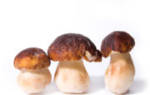 Как правильно заморозить белые грибы на зиму в морозилке в домашних условиях: способы заморозки