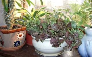 Уход за декоративным растением фиттония микс в домашних условиях