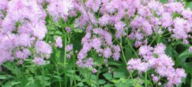 Василистник: виды с фото, посадка и уход