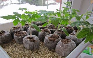 Как прорастить семена томатов перед посадкой на рассаду