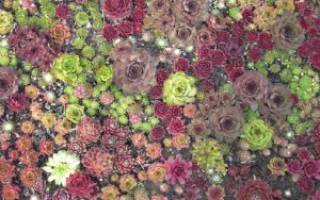 Сорта молодила: разнообразие каменных роз для дачного декора