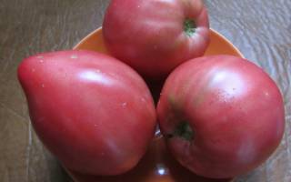 Томат Батяня: описание сорта помидор, особенности выращивания и ухода