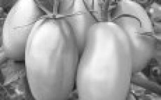 Сорта томатов для теплиц