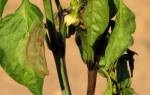 Основные причины увядания листьев перца