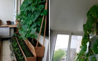 Как вырастить огурцы на балконе: пошаговая инструкция