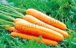 Королева осени: особенности сорта моркови