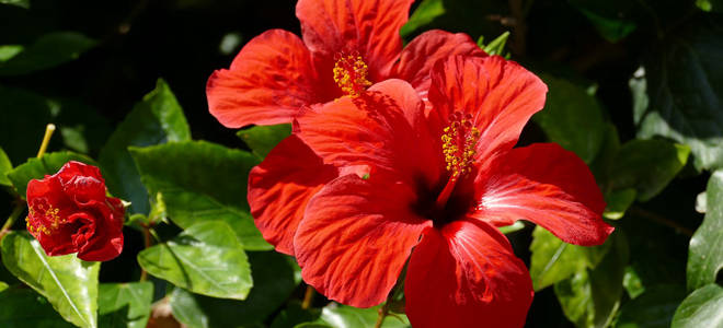 Какой уход нужен гибискусу в домашних условиях