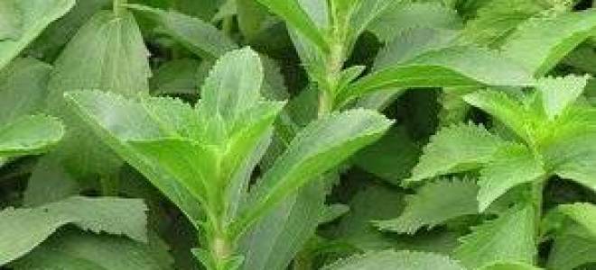 Стевия — выращивание в домашних условиях, советы по уходу и посадке