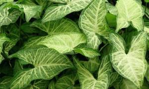 Комнатное растение Сингониум — приметы и суеверия
