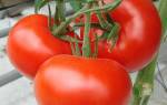 Характеристика и описание сорта томата Краснобай, его урожайность