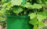 Выращивание огурцов в бочках — экономим место не в ущерб урожаю