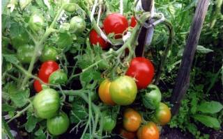 Характеристика и описание сорта томат Летний Сад