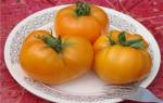 Характеристика и описание сорта томата Ленинградский гигант, его урожайность