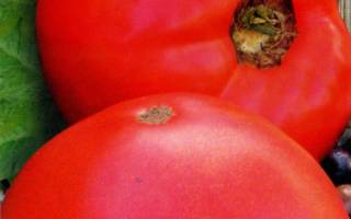 Агротехника и характеристика очень крупного сорта томатов Бабушкин секрет