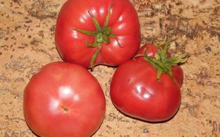 Среднеспелый сорт помидоров для открытого грунта «Медовый»