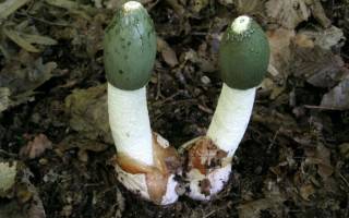 Условно съедобные грибы названия и фото