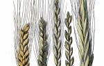 Зерновые культуры: виды, сорта, особенности выращивания