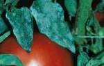 Как бороться с мучнистой росой на помидорах