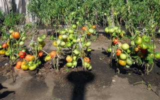 Посадка и выращивание помидоров по методу И