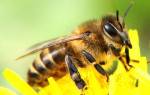 Медовая сыта для пчел