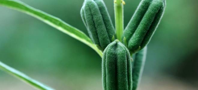 Выращивание и применение кунжута