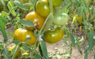Сорт помидоров «Малахитовая шкатулка»: характеристика, плюсы и минусы