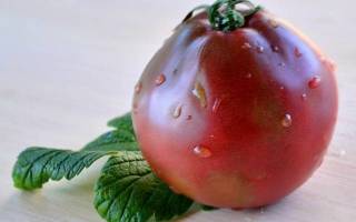 Выращивание томата Японский трюфель